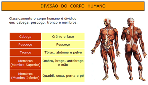 Culturas do Corpo : Anatomia Humana Básica