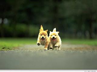 latest cute pupies hd wallpapers