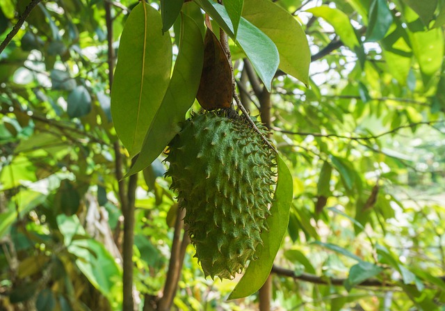 Soursop fruit