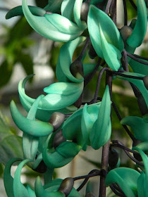 Strongylodon macrobotrys Jade Vine by garden muses-not another Toronto gardening blog