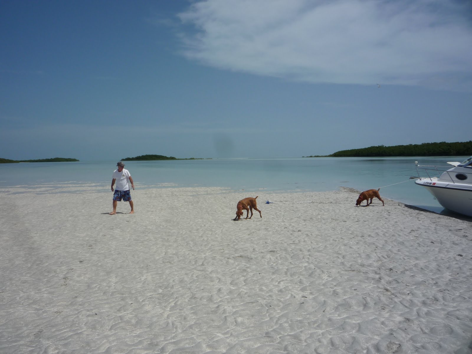 Zuzu and Tootie's Journey: Swimming near Marvin Key