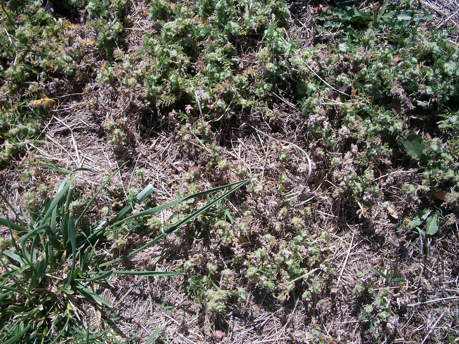 Xtremehorticulture of the Desert How to Get Rid of Unnamed Weed in Lawn