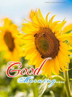 Good Morning Images with Sunflower