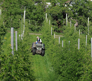 Fruit cultivation is an important part of Lana's economy