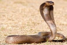 ular.jpg