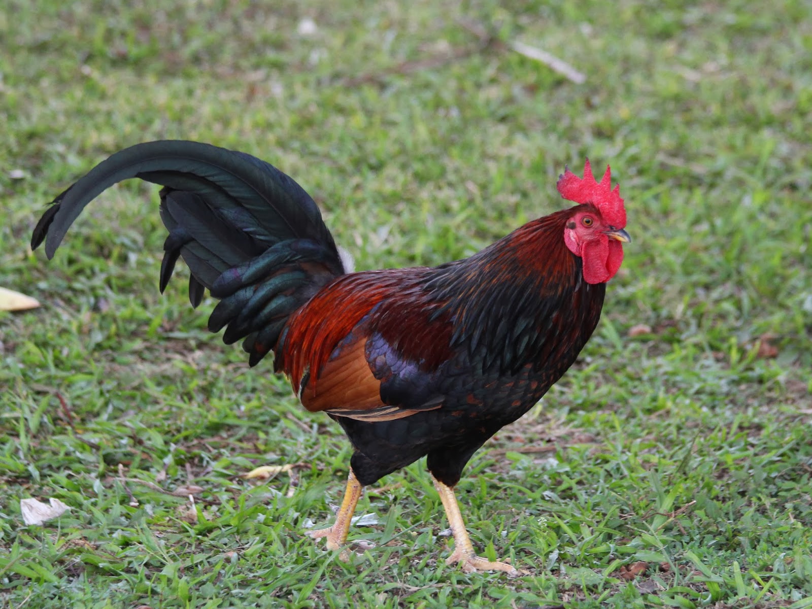 Visions From Key West