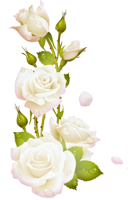 ForgetMeNot: Flowers - Roses white