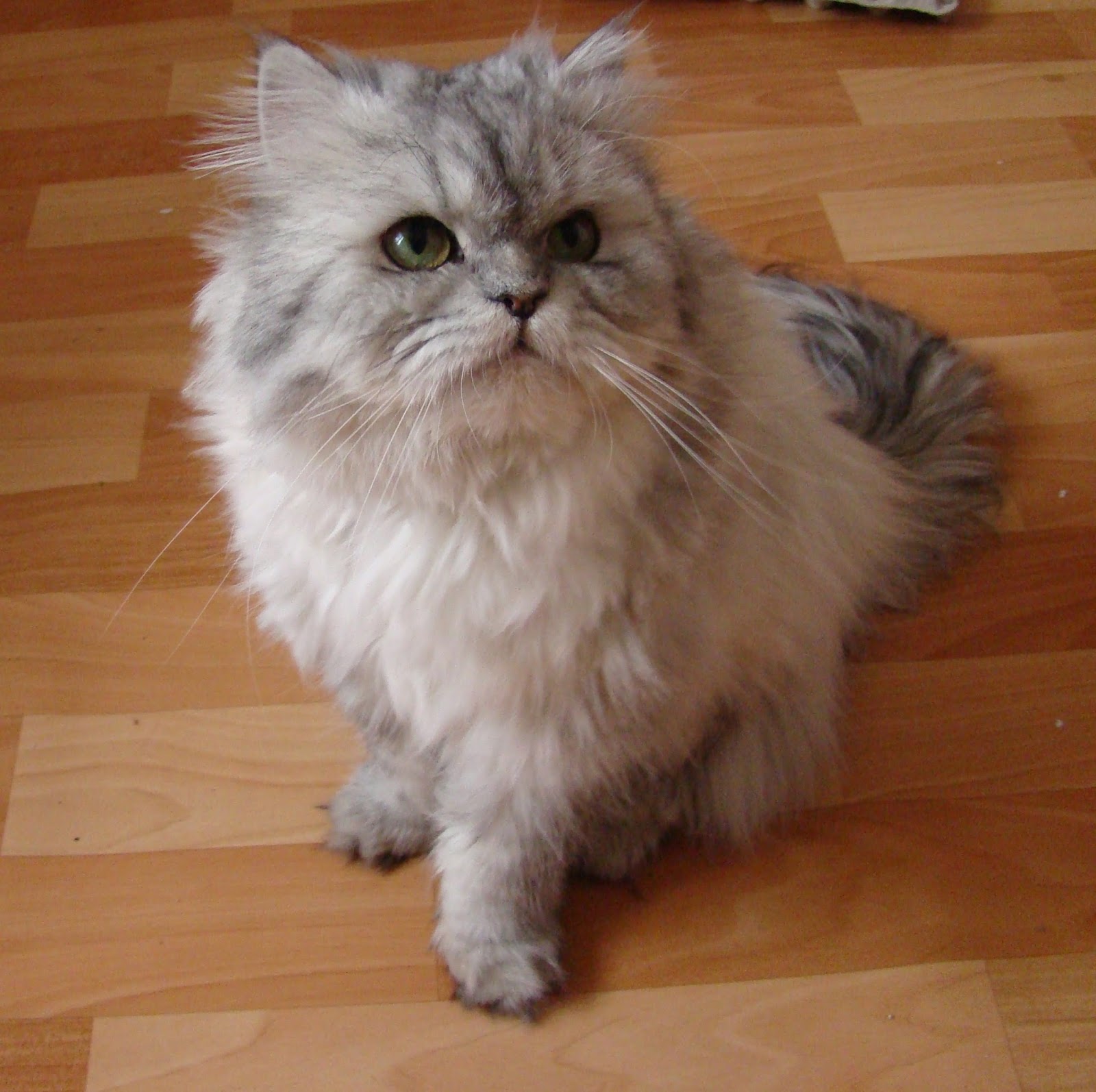 Gambar Foto Kucing Persia Lucu Imut - Gambar Kata Kata