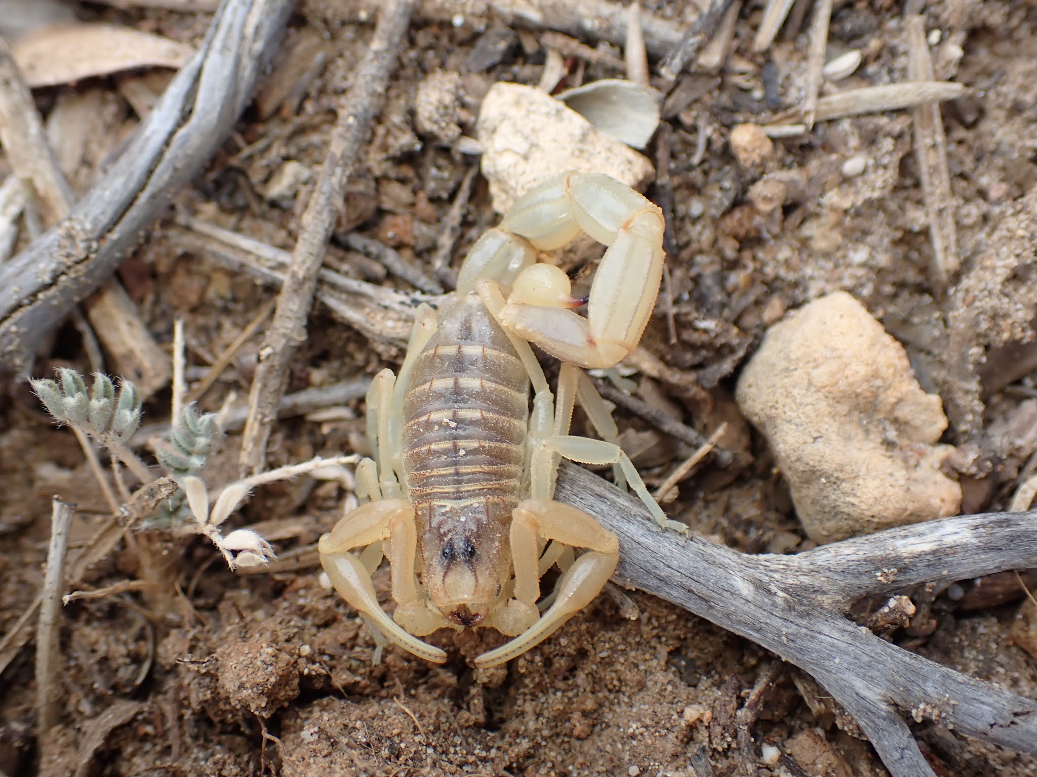 Un scorpion dans la maison!