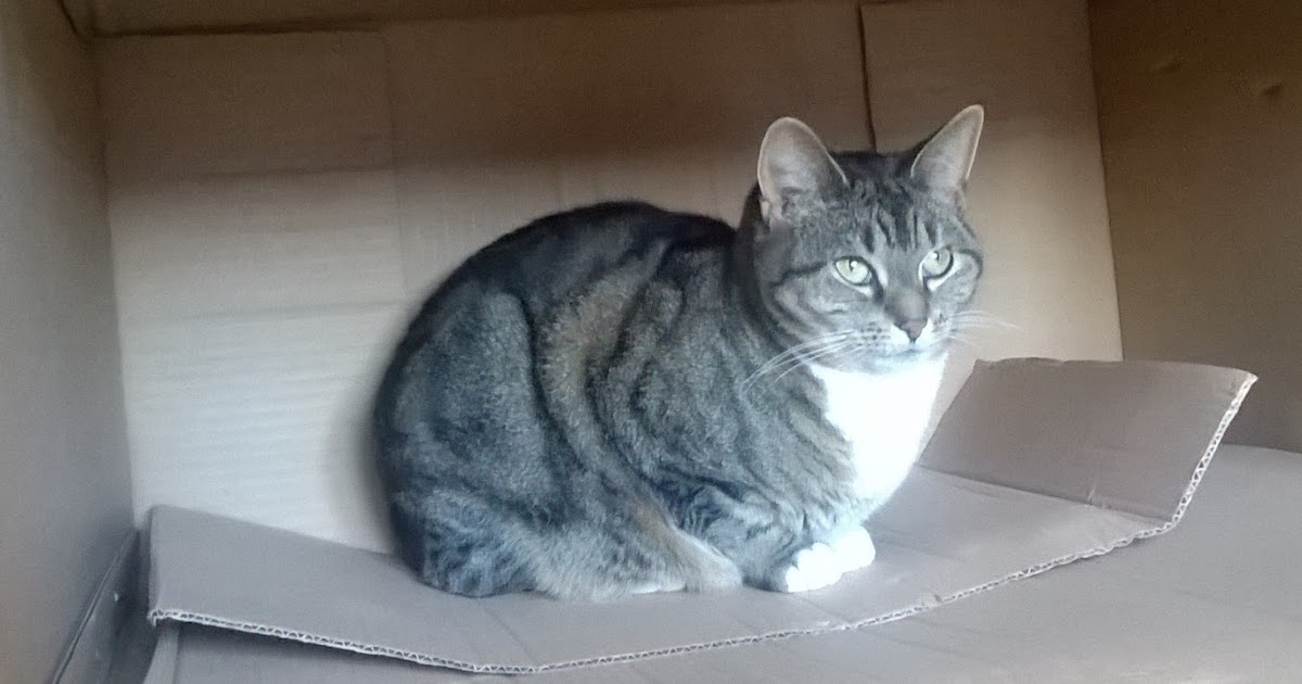 Round in Spirals Lily's Kitchen cat