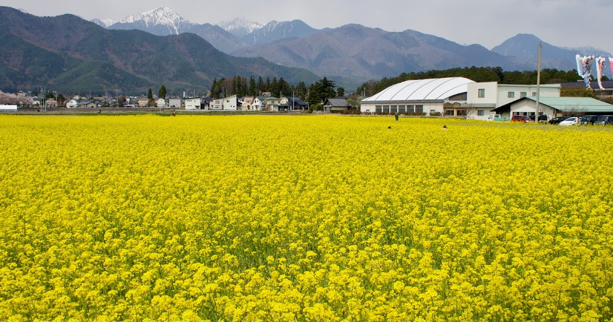 Gen's Blog 「道の駅 アルプス安曇野 ほりがねの里」南側の菜の花畑 Gen's Blog 「道の駅 アルプス安曇野 ほりがねの里」南側の菜の花畑