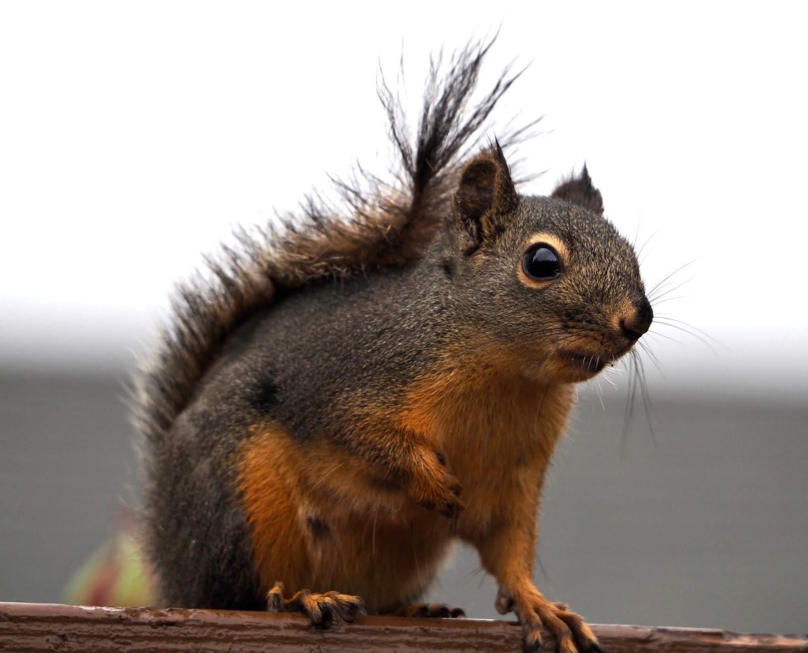 costco hide a squirrel