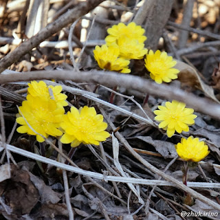 Первоцветы