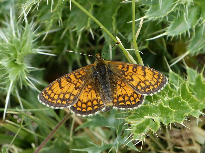Butterfly Pictures Sierra Nevada Butterflies July 2016 (3)