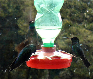 hummingbird feeder