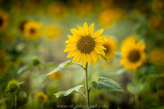 Sonnenblume Naturfotografie Nikon