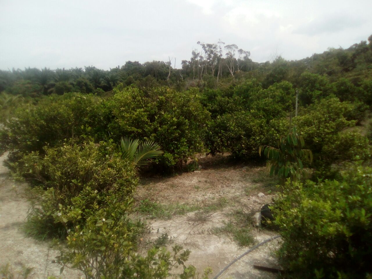 Limau Kasturi Limau Kasturi