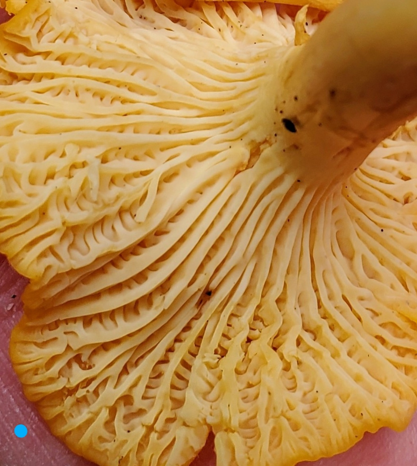 The Foraged Foodie How to identify Golden Chanterelles, gourmet edible