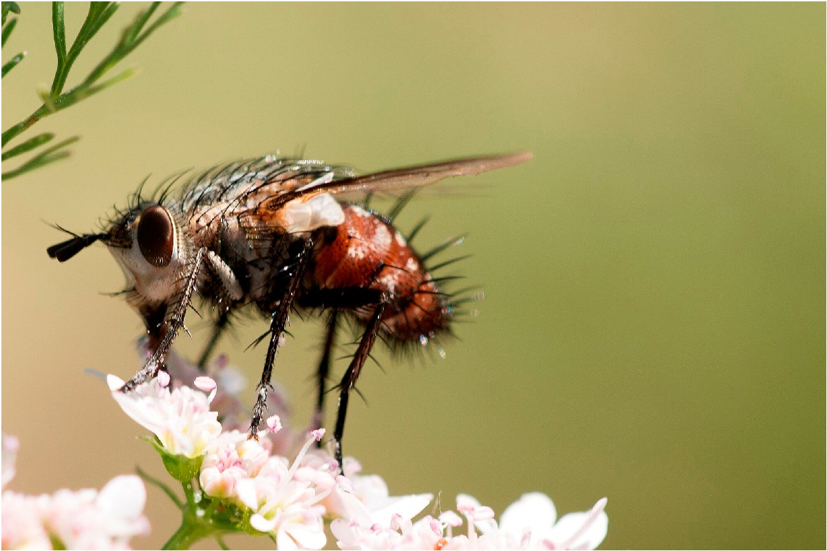 EL BLOG DE PHYTOMA: LOS INSECTOS POLINIZADORES SILVESTRES CUMPLEN UN