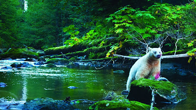 Oso saliendo del río despues de haber comido a su presa