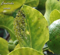 Mosca branca dos Citrinos