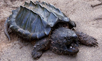 Alligator Snapping Turtle (AST)
