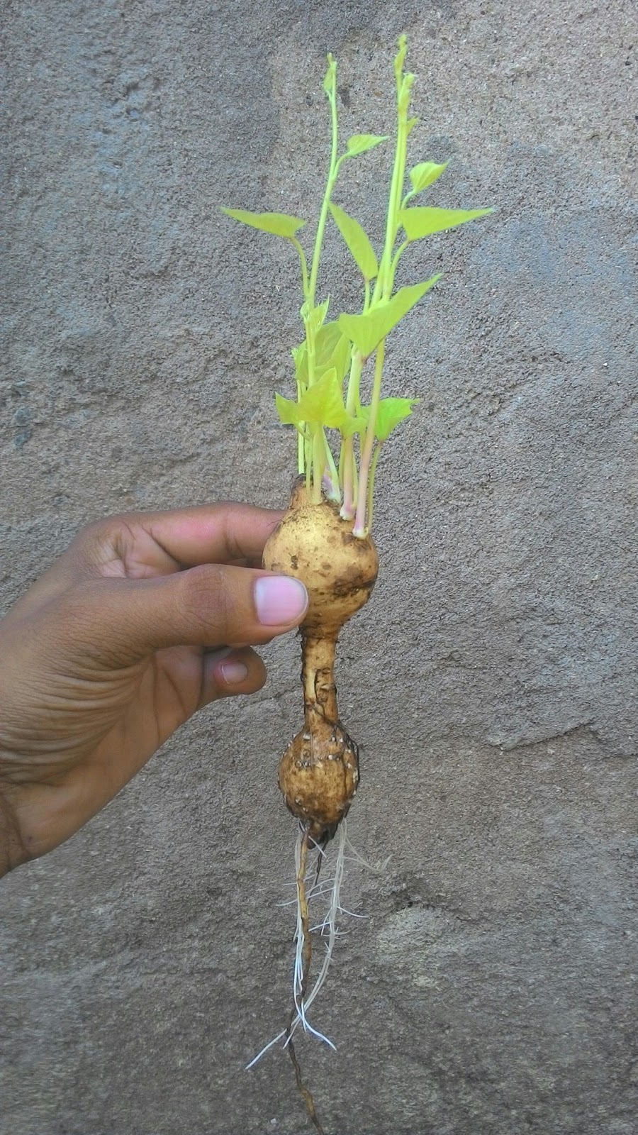 Vertical Farming as Eco friendly farming Growing sweet potato