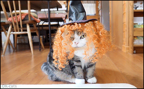 Funny Cat GIF • Maru wearing red wig and witch hat is ready for Halloween Funny Cat GIF • Maru wearing red wig and witch hat is ready for Halloween