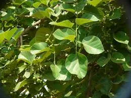 Lasoda ke fayde in hindi Lasoda ke fayde in hindi