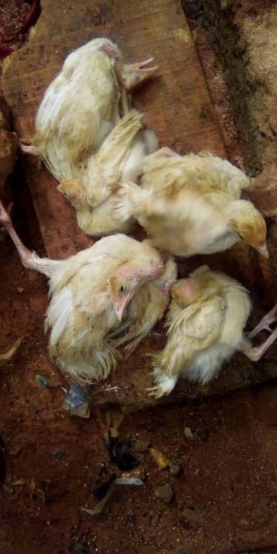 PARALYSIS AND LAMENESS IN BROILERS