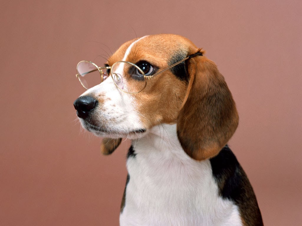 Mundo Canino Quantas Raças de Cães