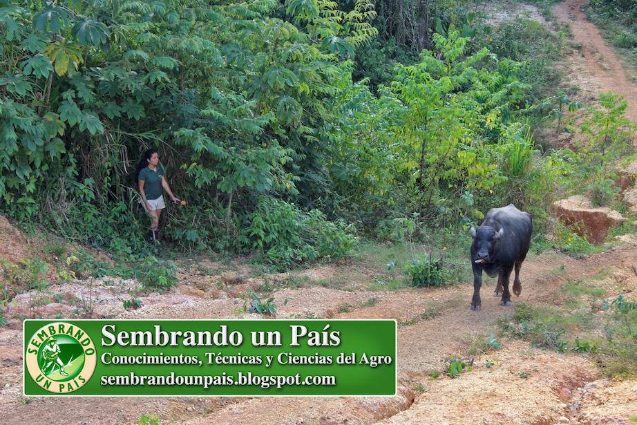 grbación de Sembrando un País