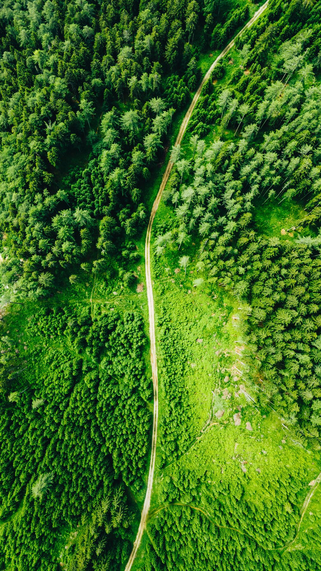 Drone Image Forest Trees Road