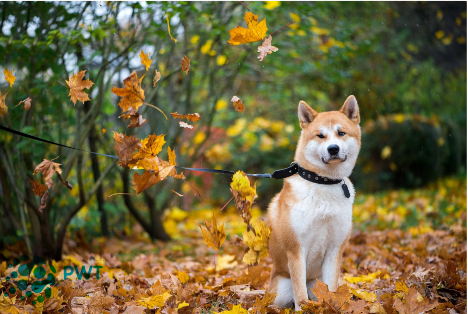 10 most beautiful dogs