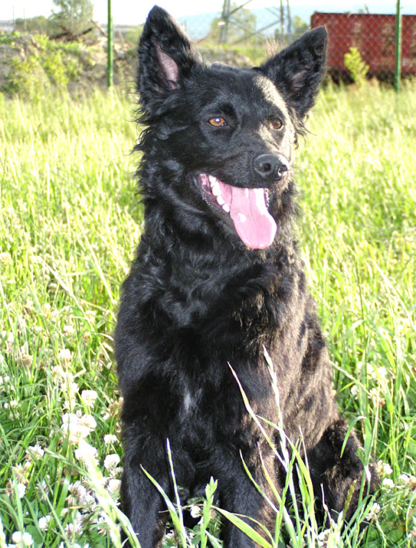 croatian sheepdog, croatian sheepdogs, about croatian sheepdog, croatian sheepdog appearance, croatian sheepdog behavior, croatian sheepdog color, caring croatian sheepdog, croatian sheepdog characteristics, croatian sheepdog facts, feeding croatian sheepdogs, croatian sheepdog history, croatian sheepdog temperament, croatian sheepdog lifespan, croatian sheepdog uses, croatian sheepdog as pets