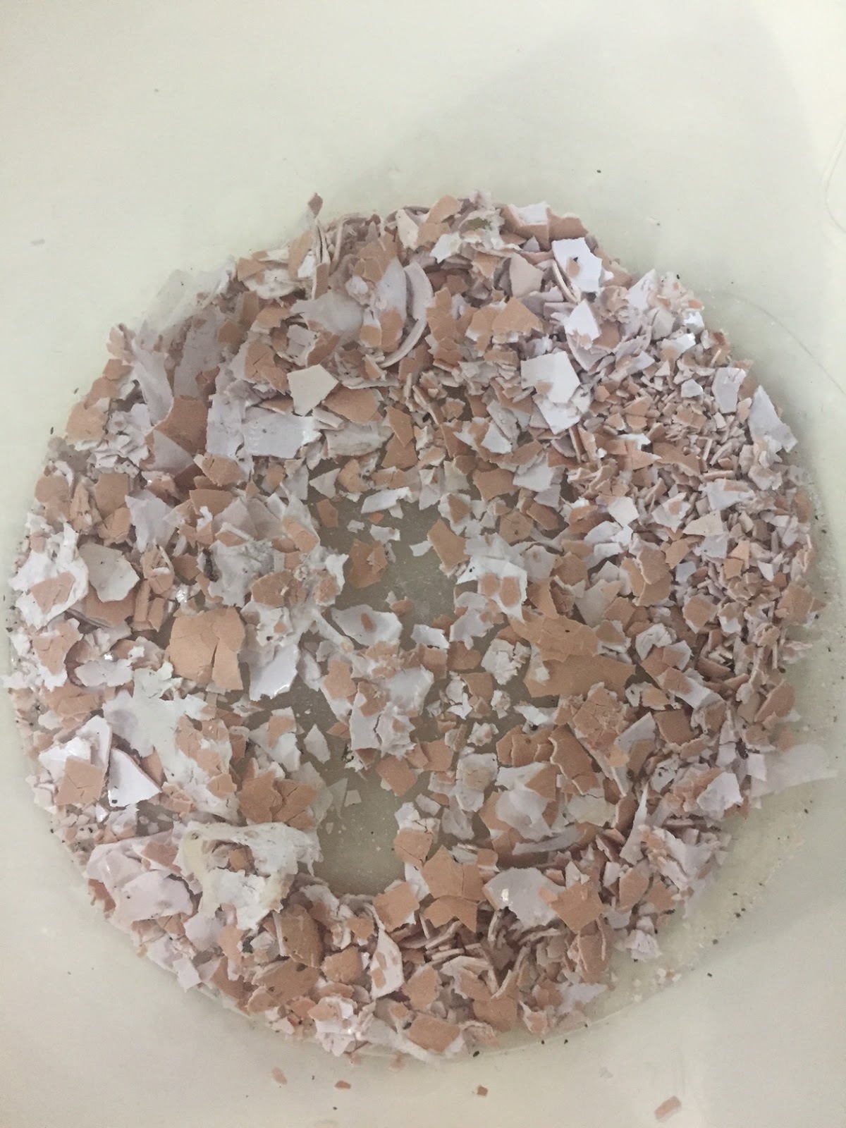 Splash of Yellow How to use eggshells and tea leaves to fertilize plants