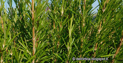 oleoliti, confetture di rosa, ribes, piccoli frutti, lampone, amarene, prugne, fragoline, sali aromatizzati, erbe essiccate per tisane, ortica, dittamo, lavanda ed altro in Appennino vicino Zocca