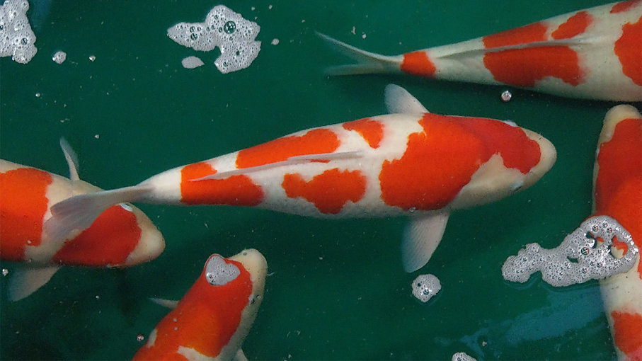 Koi fish facts, the most expensive colorful fish Amur carp breed