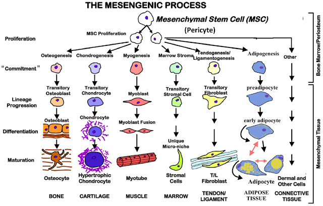 Mesenchymal Stem Cells Malaysia