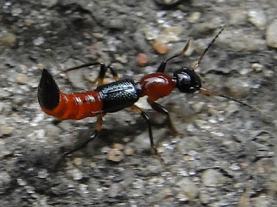 Sarzedo Ecologia: Potó: o besourinho que queima