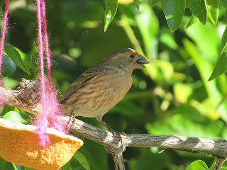 Small Sparrow with Seed