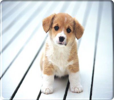 Little English Selter | Fun Animals Wiki, Videos, Pictures, Stories