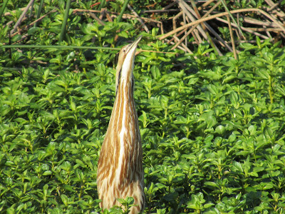 Sacramento National Wildlife Refuge