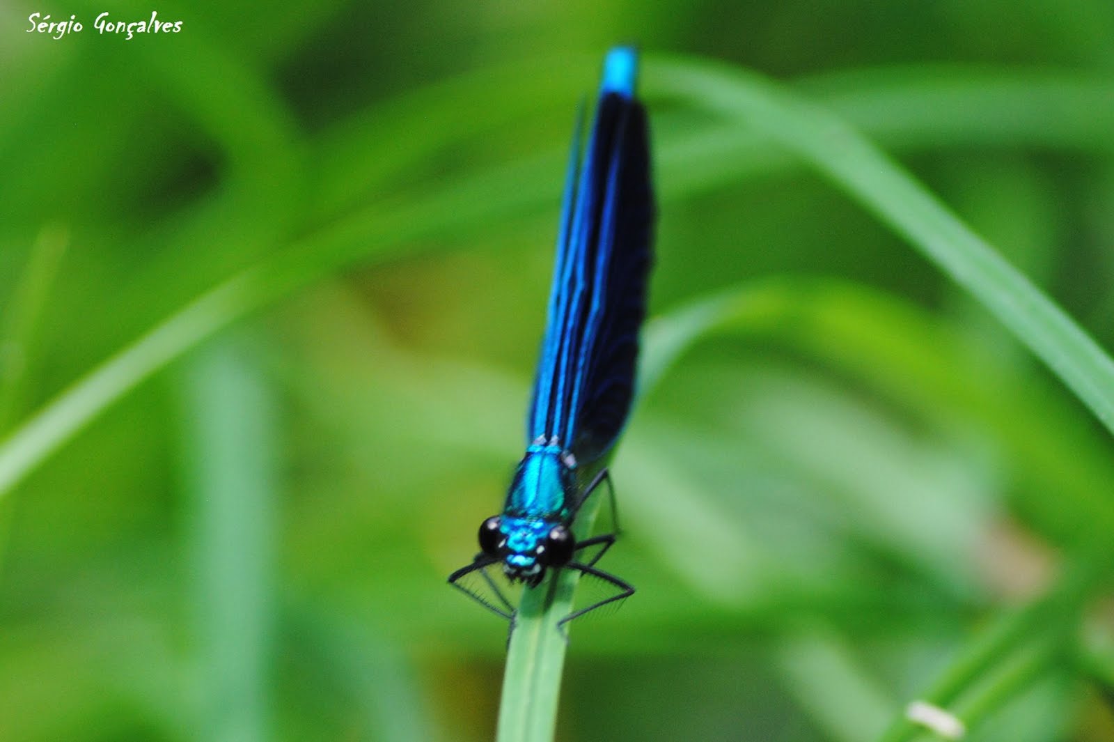 Libelinha Azul, Calopteryx haemorrhoidalis