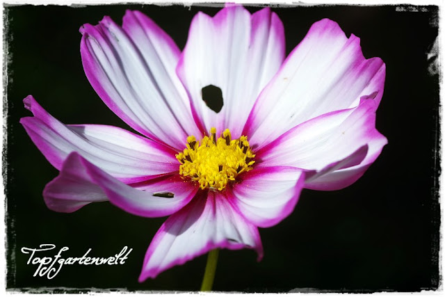 Makro - Cosmea mit pinkem Rand