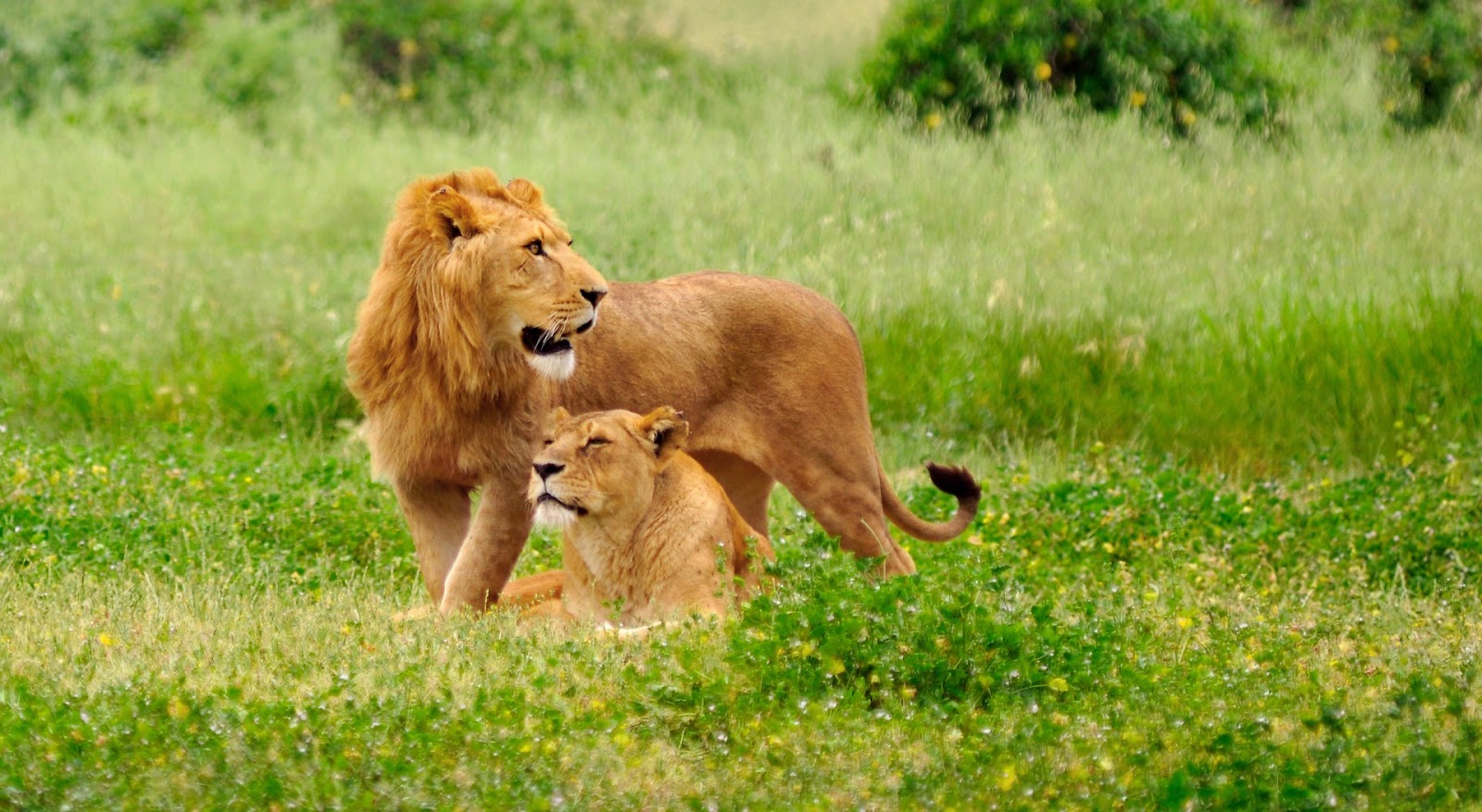 Lion Full HD 1080p Wallpapers ~ LatestWallpaper99