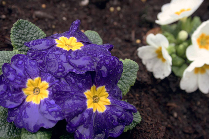 purple flowers