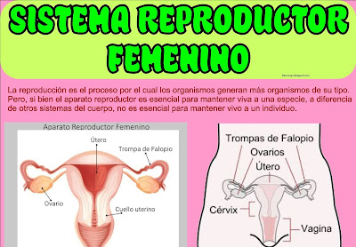 sistema reproductor femenino cartel para imprimir