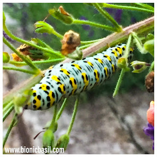 Other Creatures - Caterpillar - @BionicBasil® The Pet Parade