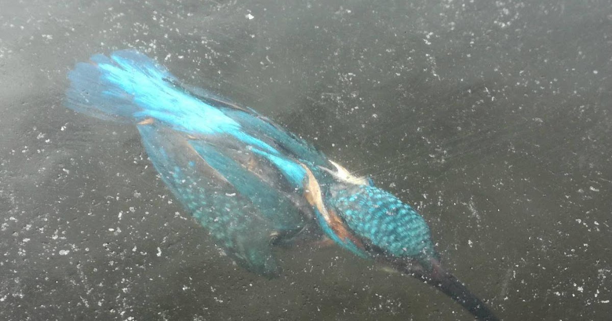 TBW Incredible photo of bird frozen alive under the water in Holland
